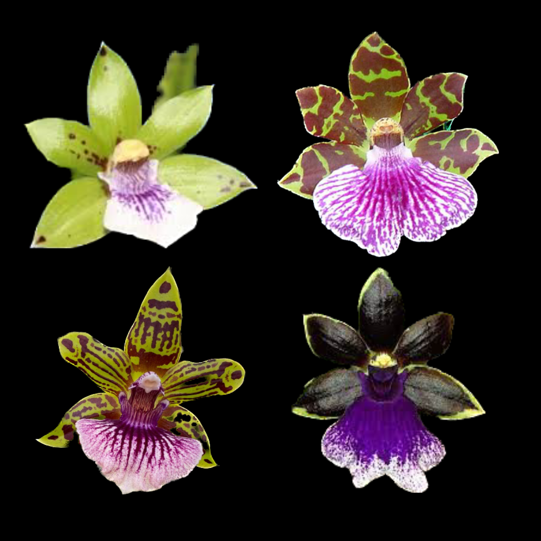 Growing Zygopetalum Orchids